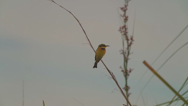Little Bee-eater - ML215729001