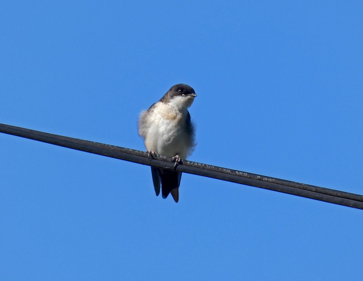 Blue-and-white Swallow - Sebastian Otero
