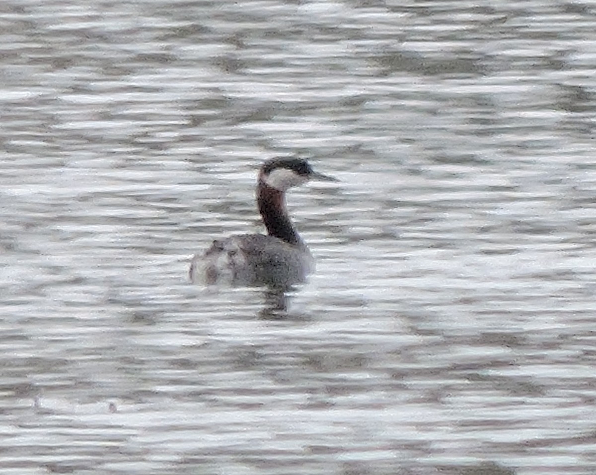 Red-necked Grebe - ML215730041