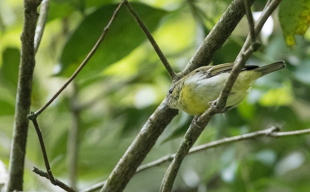 Female ventral view. - Trilling Shrike-Babbler - 