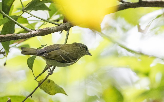 Female dorsal view. - Trilling Shrike-Babbler - 