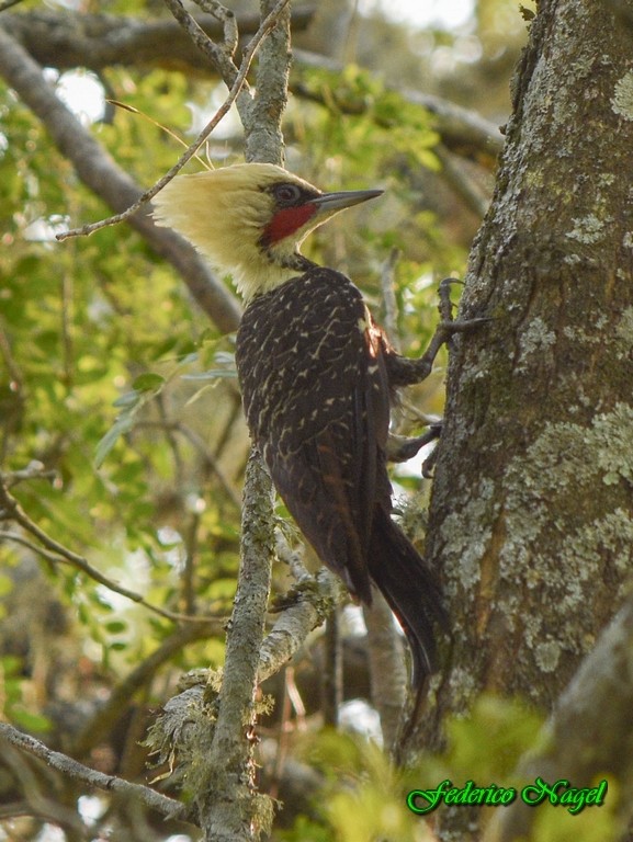 Pale-crested Woodpecker - federico nagel