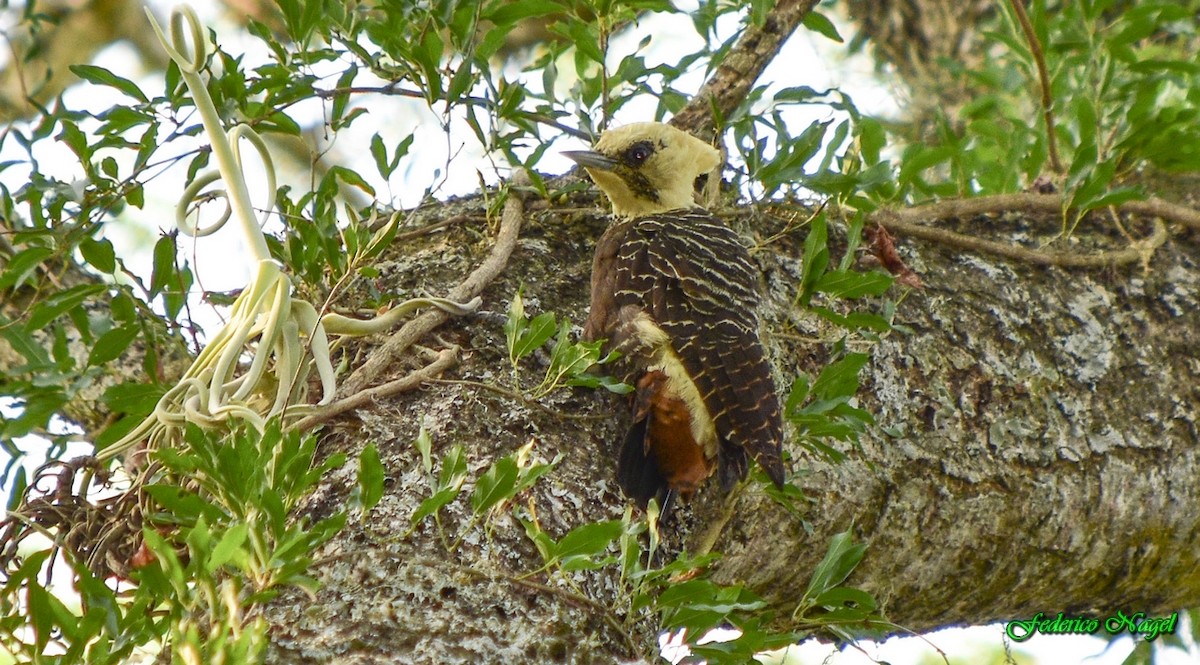Pale-crested Woodpecker - ML215733101
