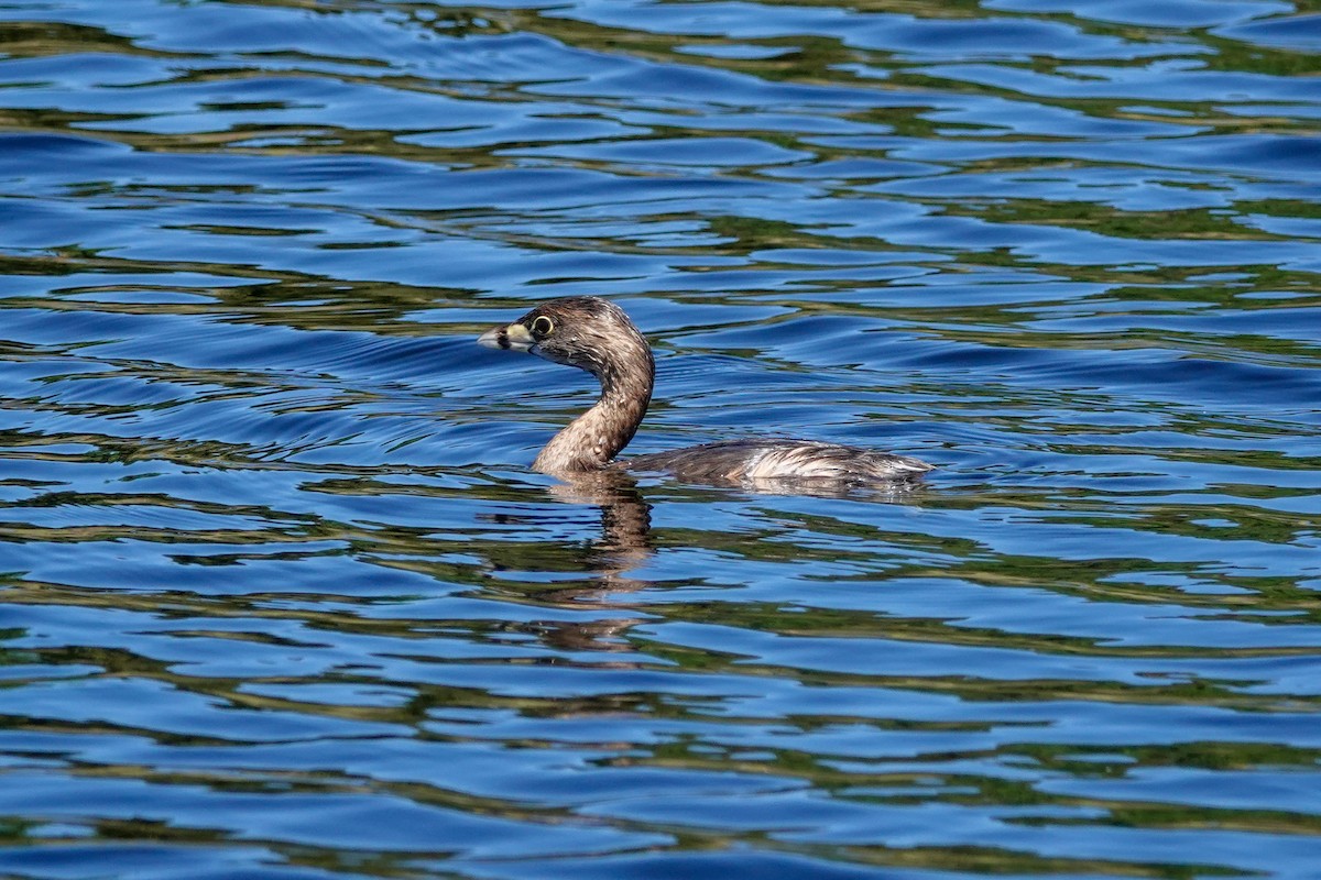 Pied-billed Grebe - Larry Theller