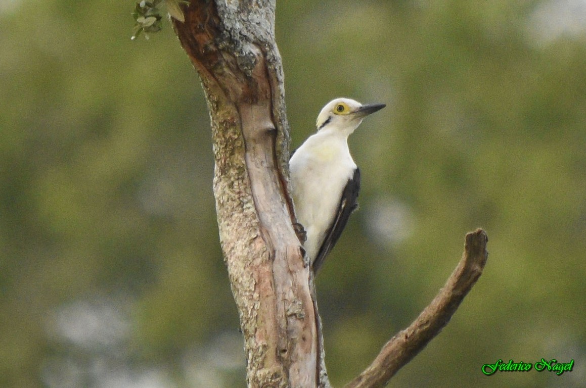White Woodpecker - ML215734991