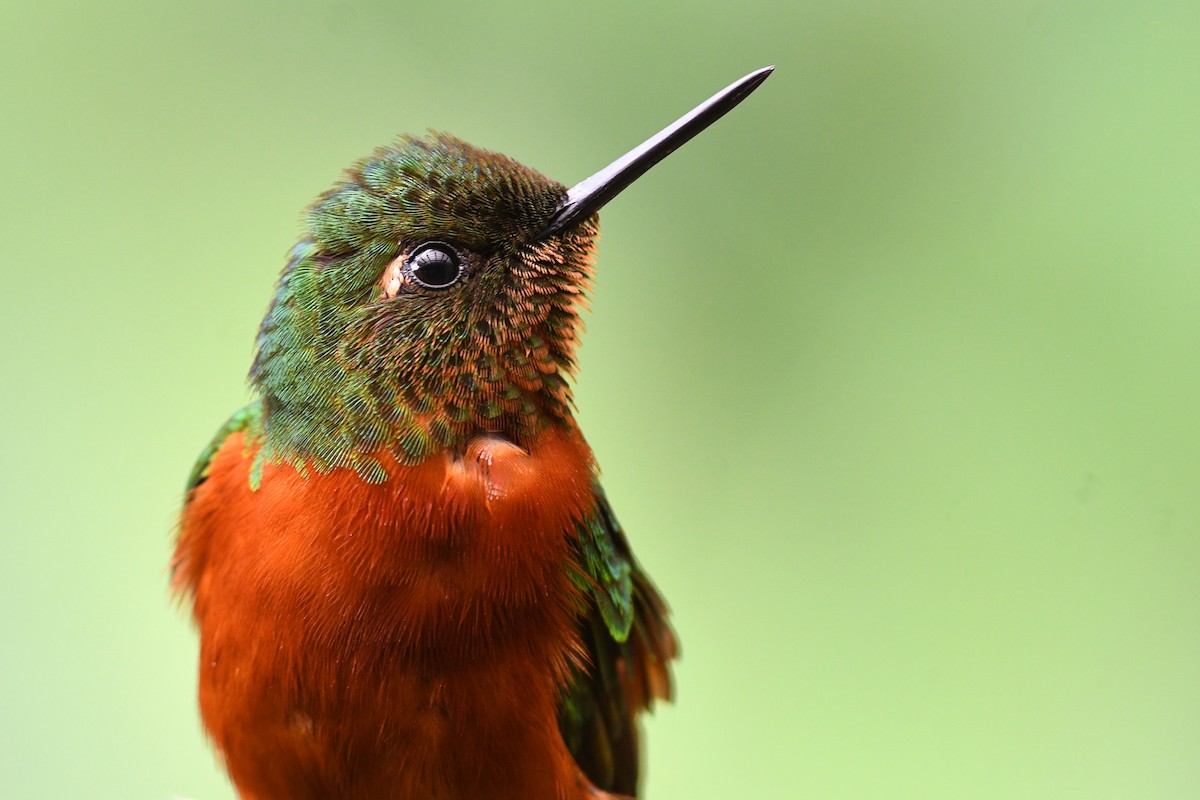 kolibřík peruánský - ML215738281