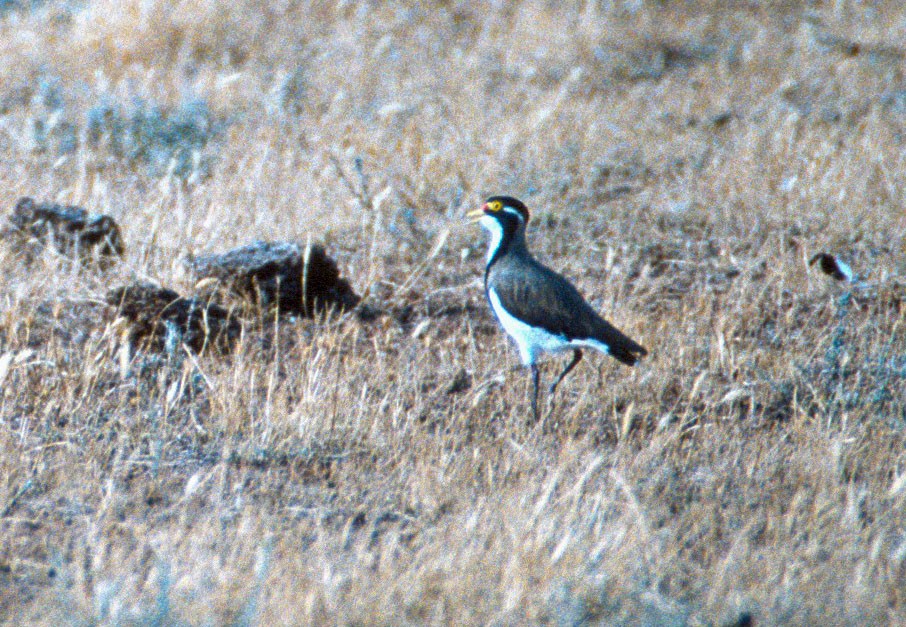 Banded Lapwing - ML215740891