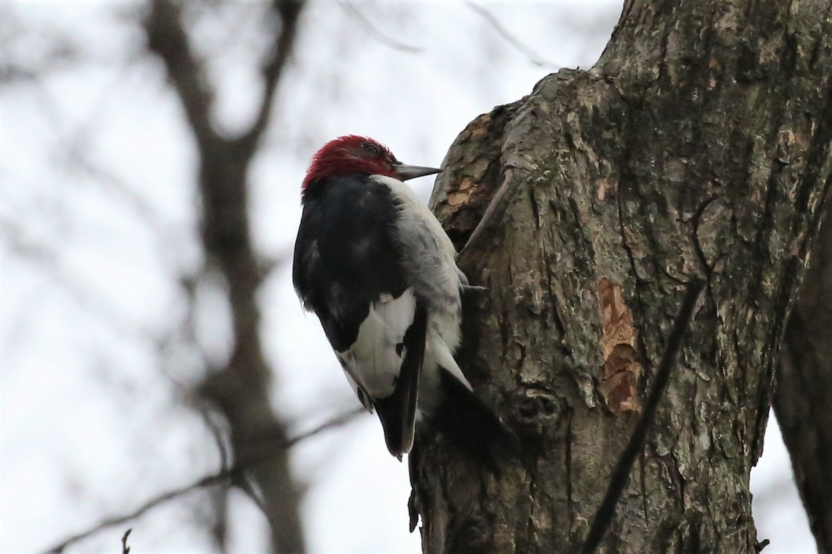 Red-headed Woodpecker - ML215742531