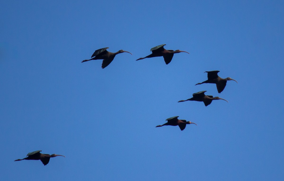 ibis americký - ML215745411