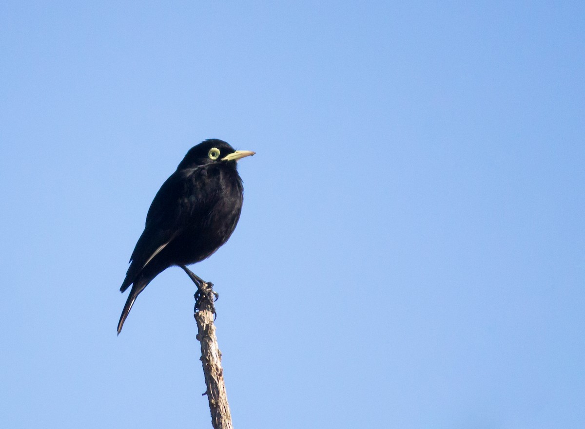 Spectacled Tyrant - ML215745831