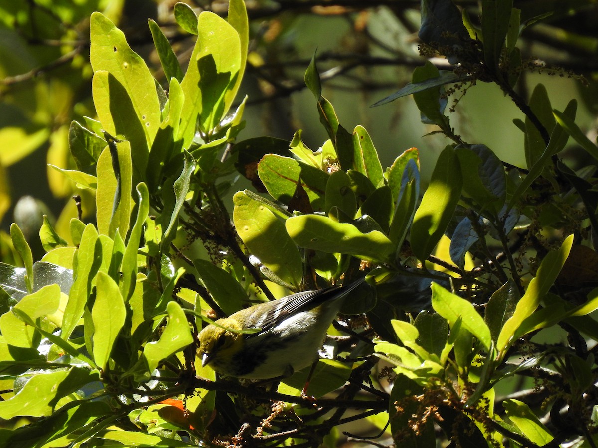Black-throated Green Warbler - ML215753761