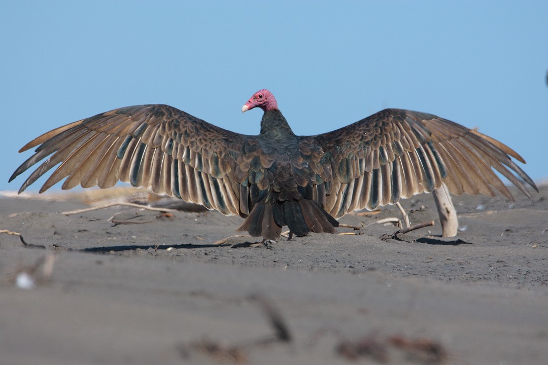 Turkey Vulture - ML215755131
