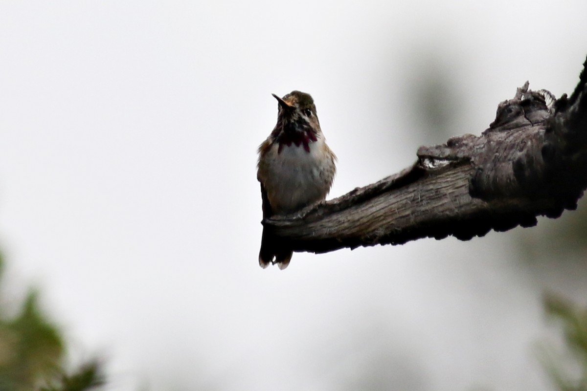 Calliope Hummingbird - ML215756741