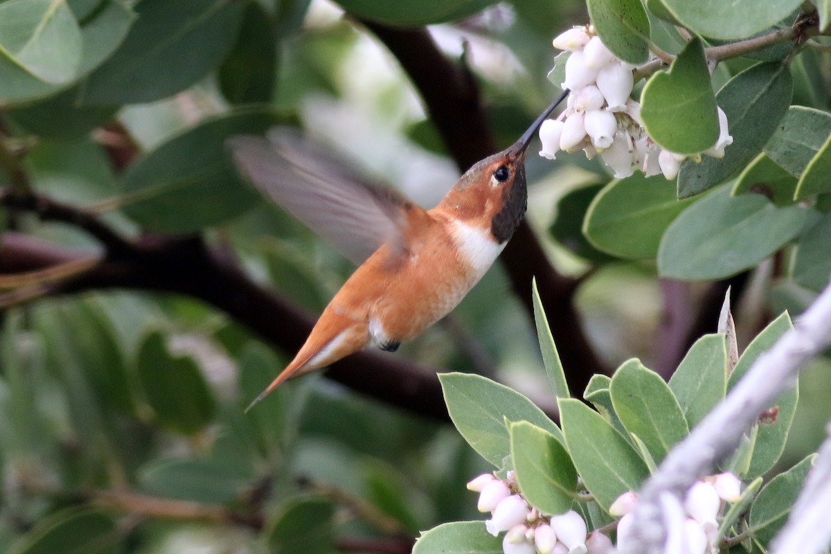 Rufous Hummingbird - Ginger Spinelli