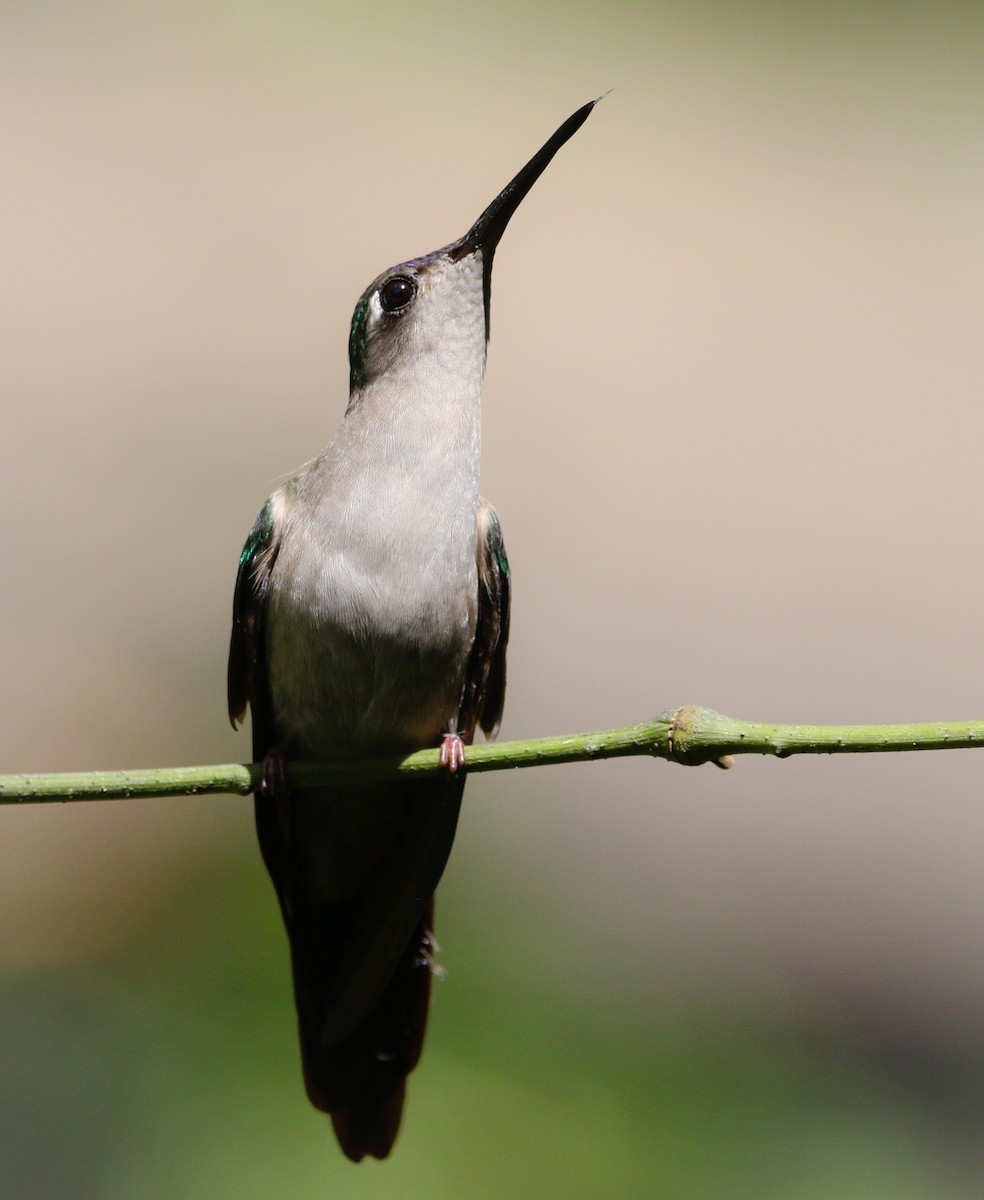 kolibřík klínoocasý - ML215757131