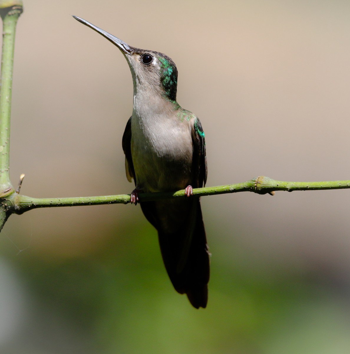 kolibřík klínoocasý - ML215757191