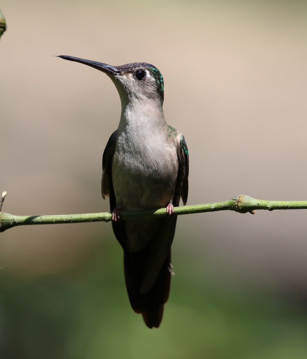 kolibřík klínoocasý - ML215757231