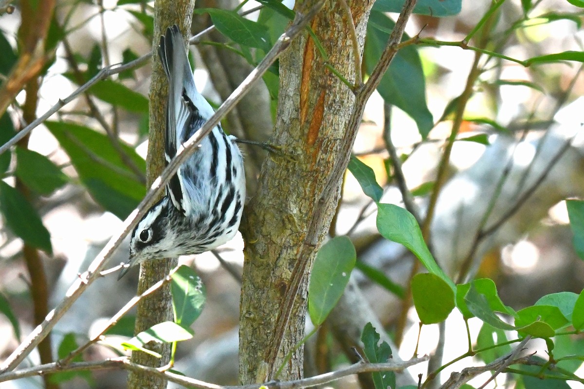 Black-and-white Warbler - ML215760661