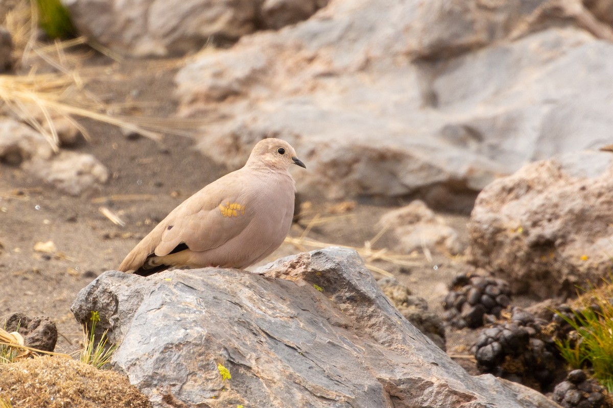 Golden-spotted Ground Dove - ML215763491