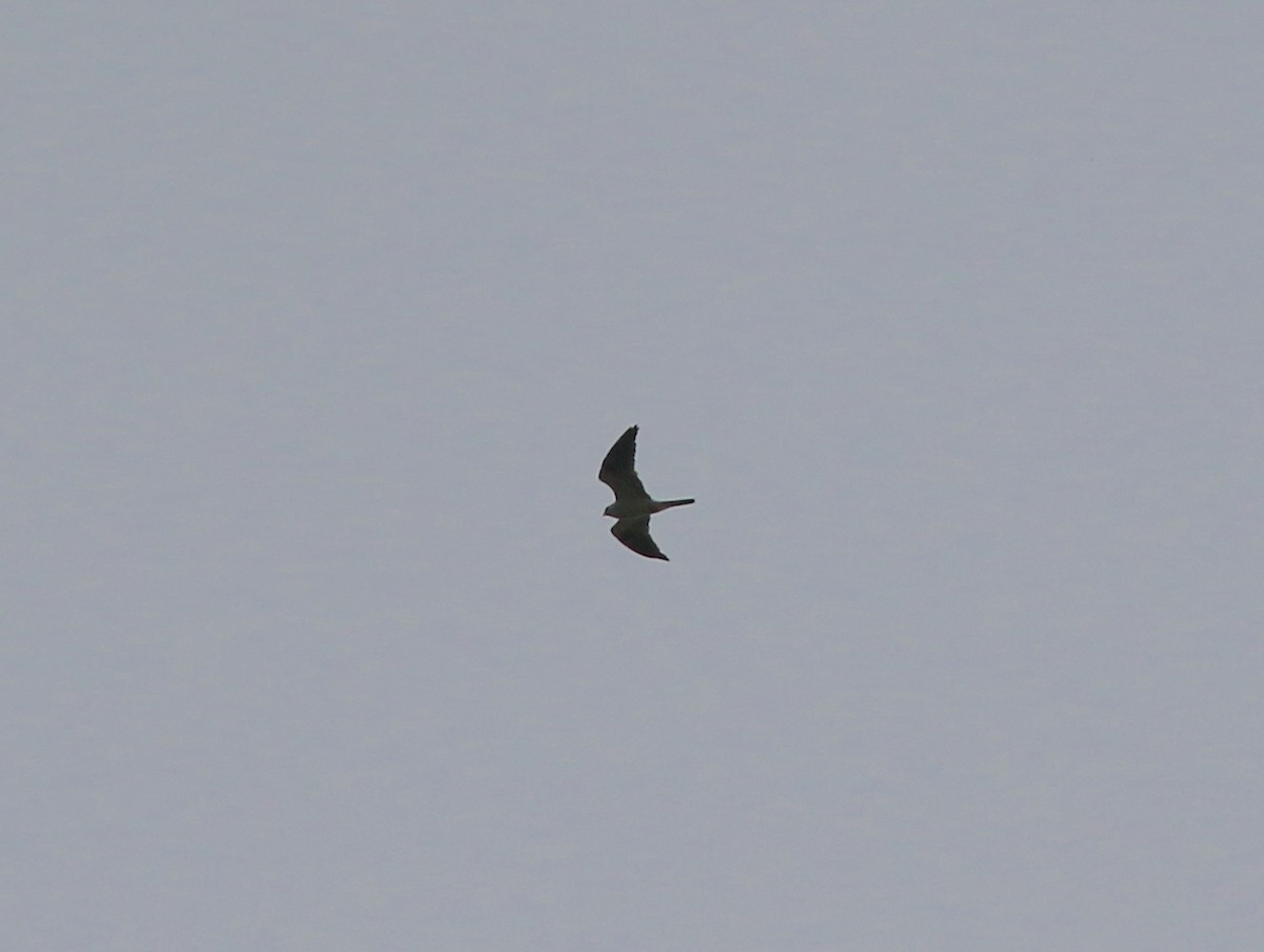 White-tailed Kite - John O'Brien