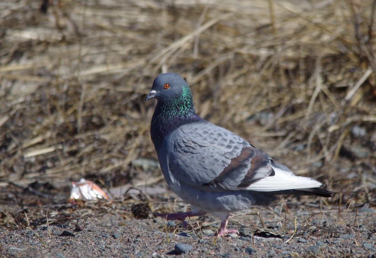 Rock Pigeon (Feral Pigeon) - ML215766911