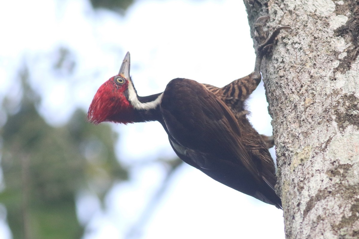 Guayaquil Woodpecker - Anton Liebermann