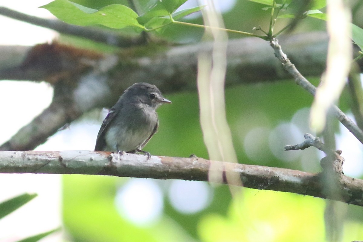 Gray-breasted Flycatcher - ML215768131