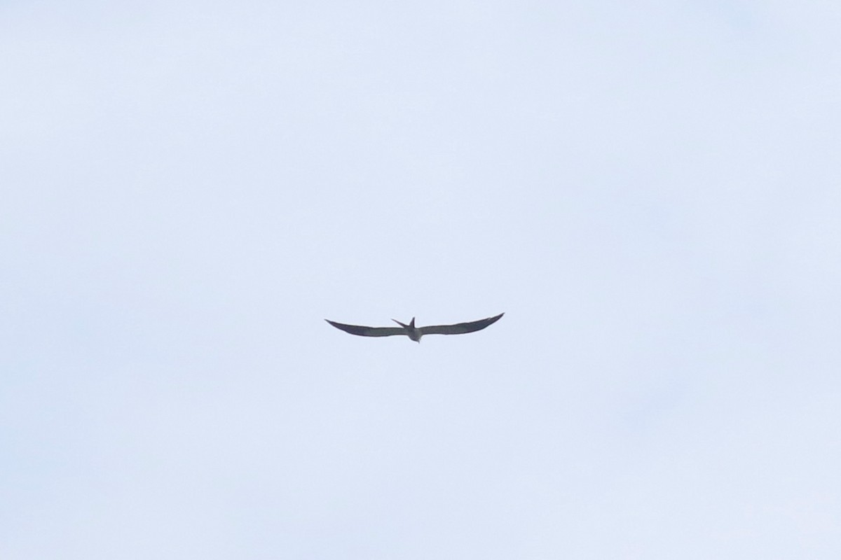 Swallow-tailed Kite - Anton Liebermann