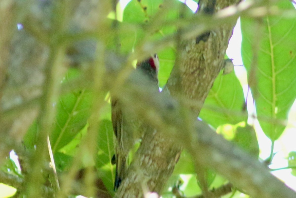 Golden-olive Woodpecker (rubripileus) - ML215768731