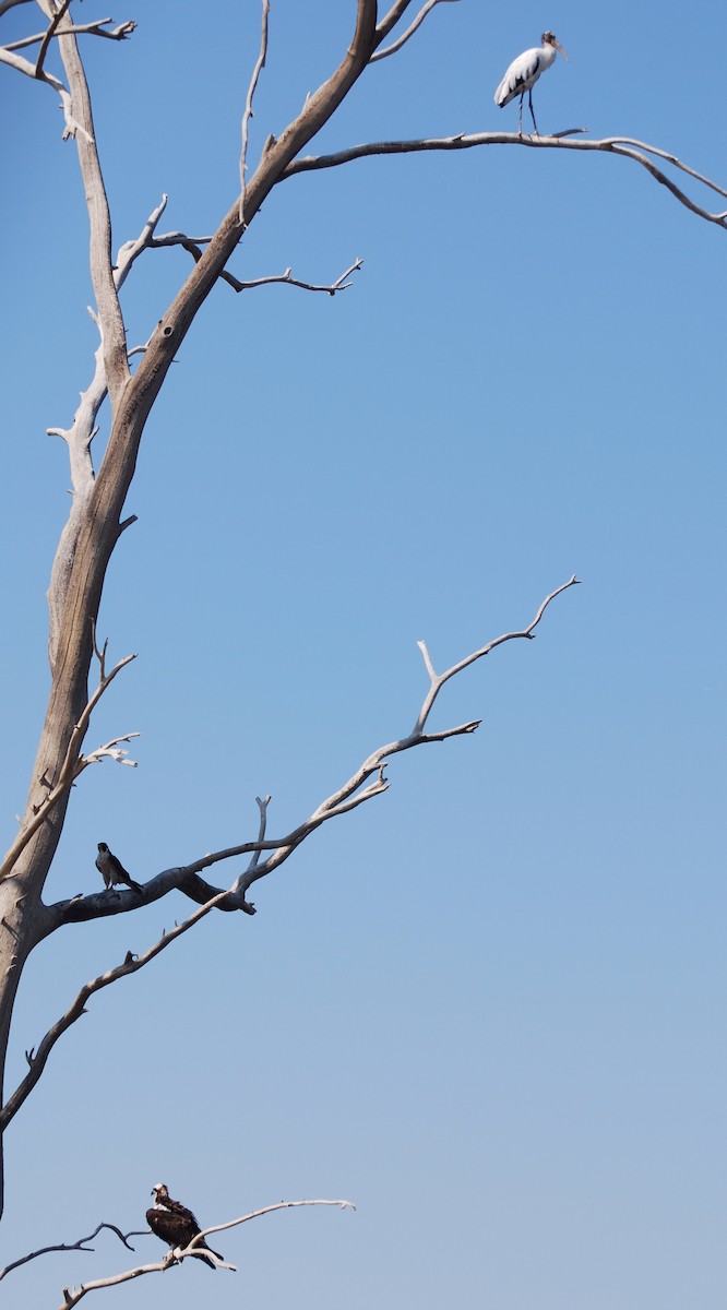 Wood Stork - Robin Corcoran