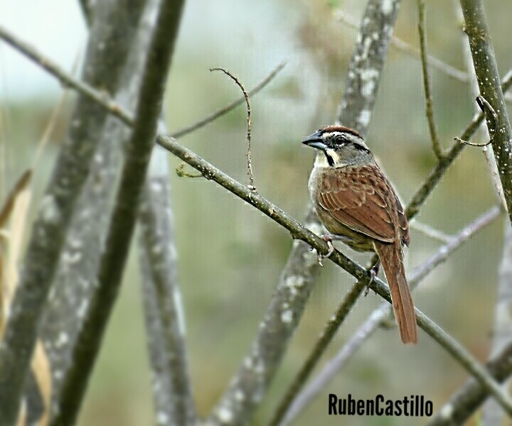 Rusty Sparrow - ML215777361