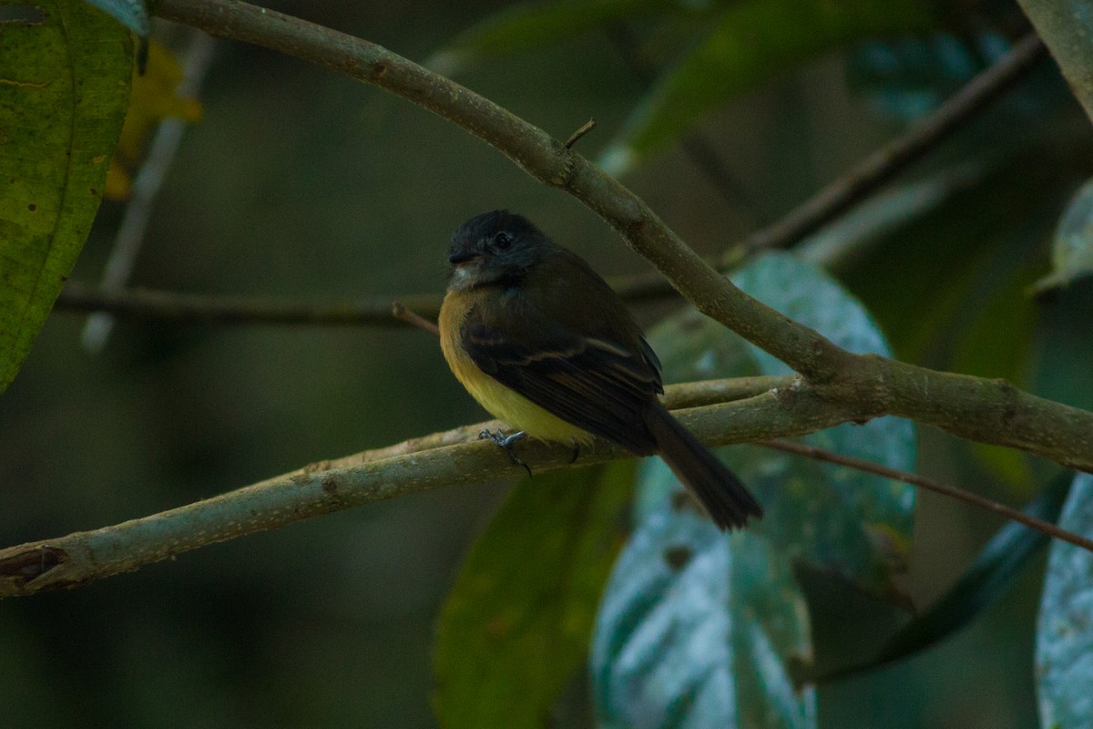 Tawny-chested Flycatcher - David Garrigues