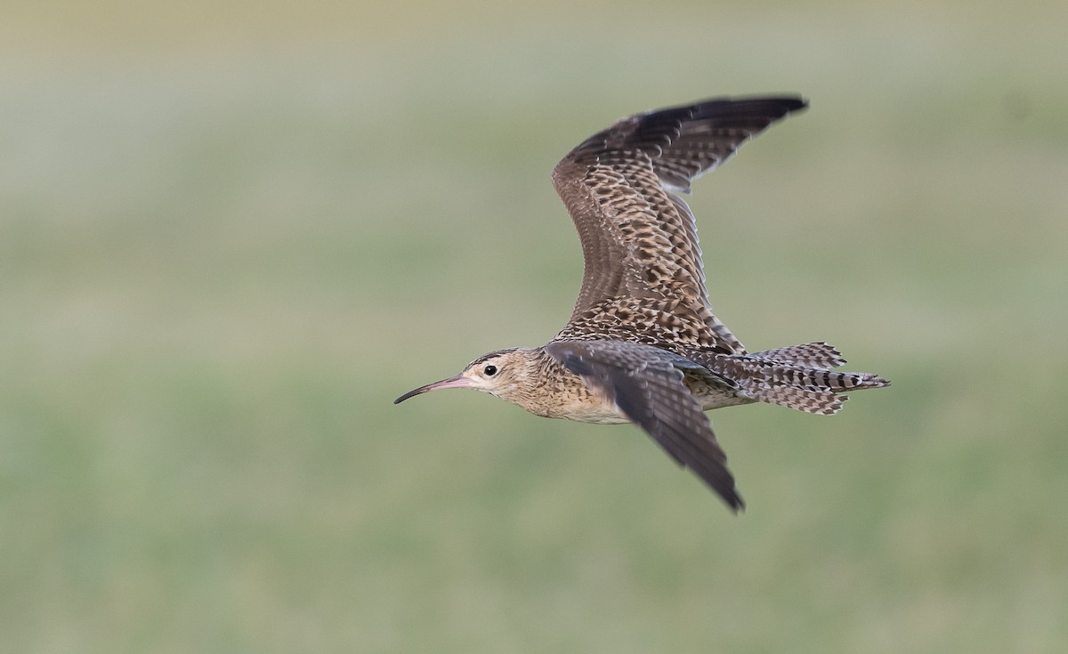 Little Curlew - ML215782341
