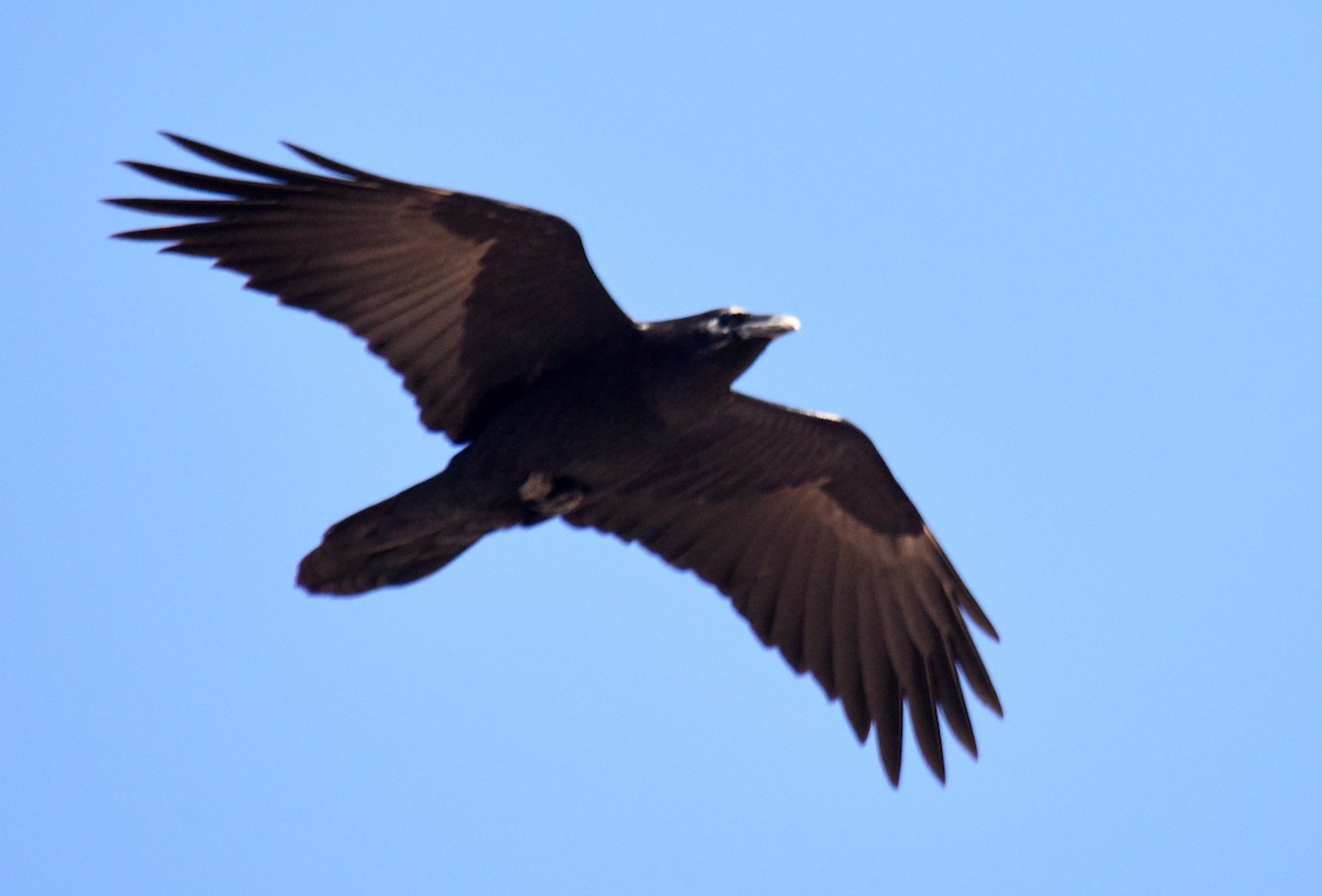 Common Raven - ML215785161