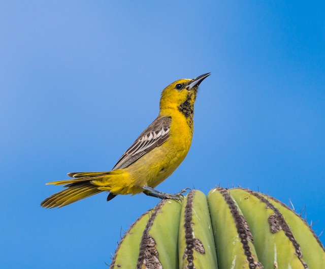 Hooded Oriole ⋆ Tucson Audubon