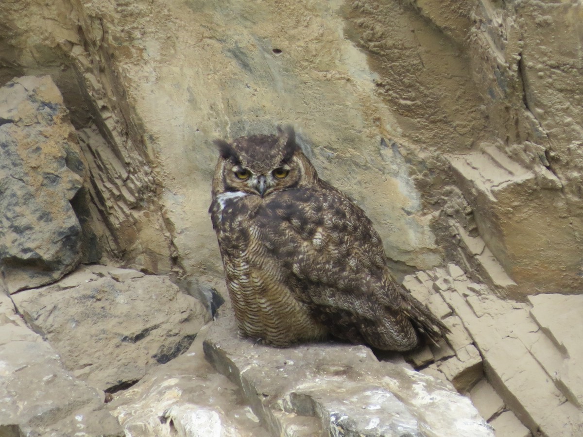 Lesser Horned Owl - Jessie Williamson