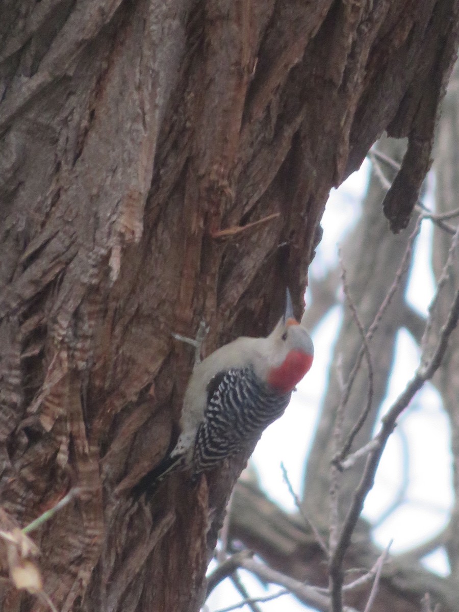 Red-bellied Woodpecker - Dominik Hałas