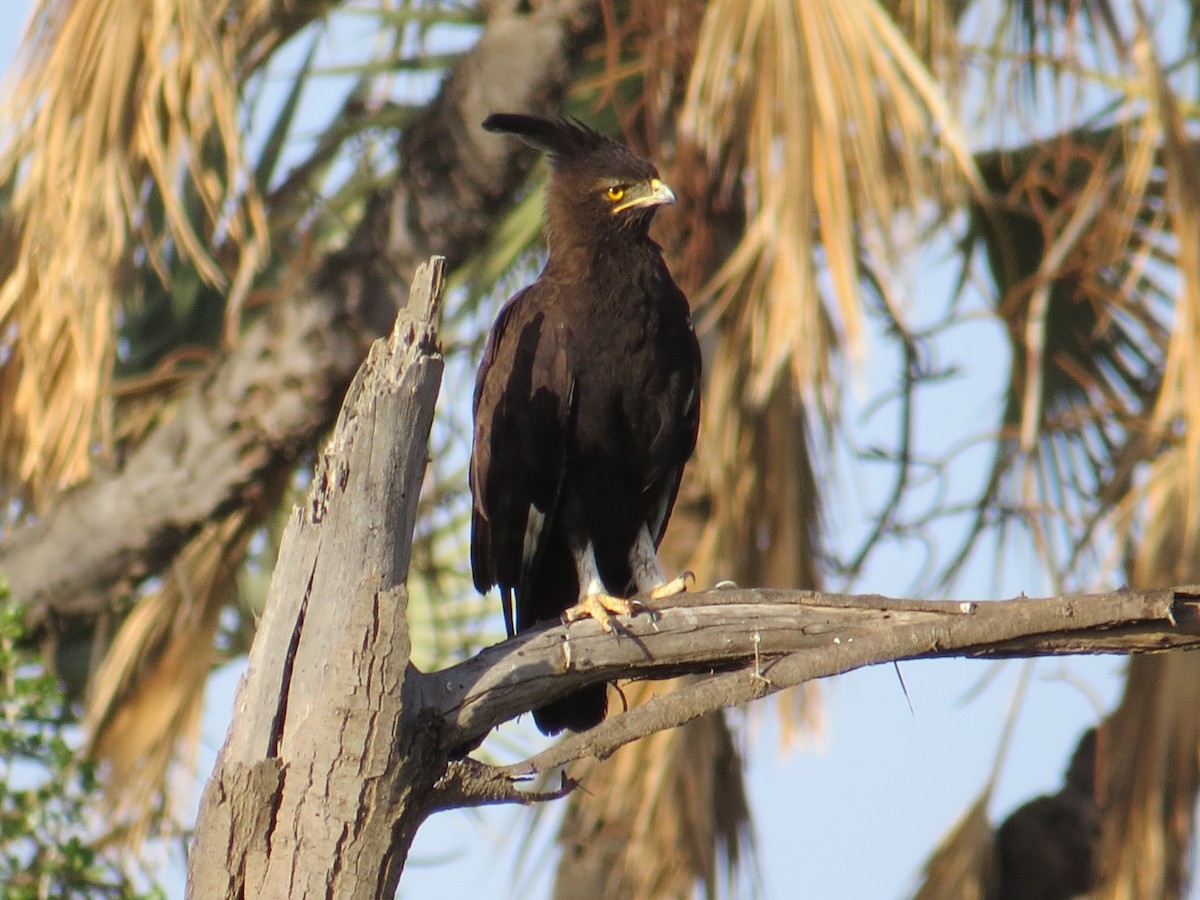 Long-crested Eagle - Greg Barber
