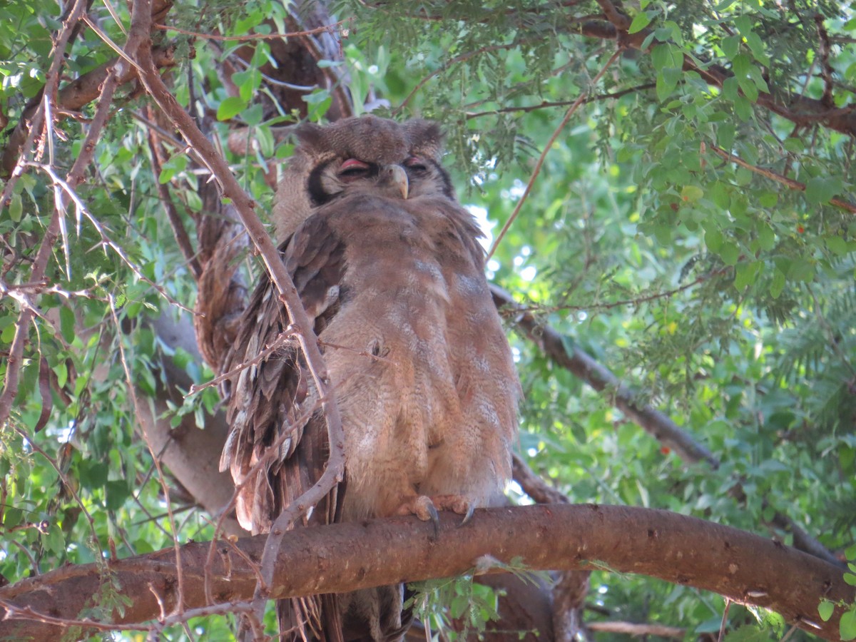 Verreaux's Eagle-Owl - Greg Barber