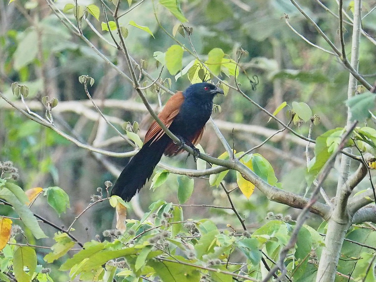 Greater Coucal - ML215799021