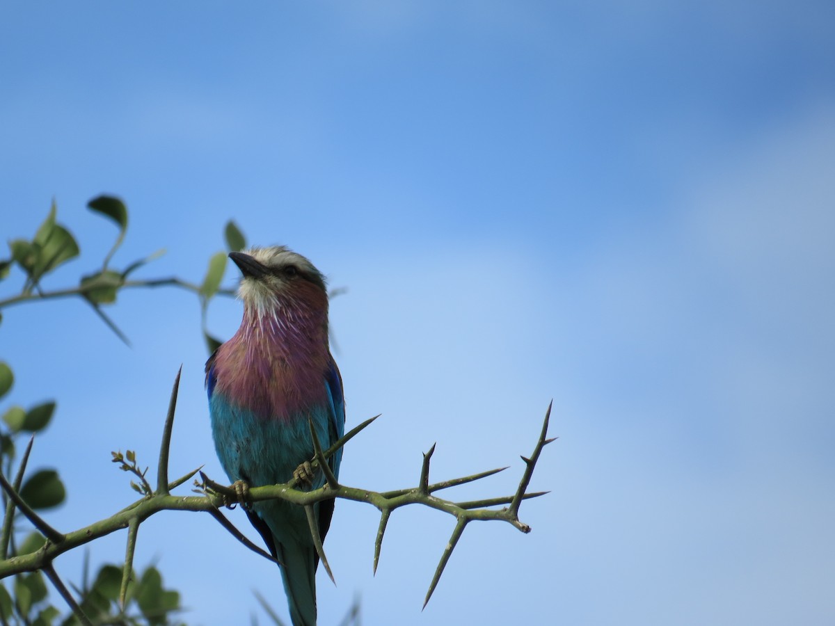 Lilac-breasted Roller - ML215799051