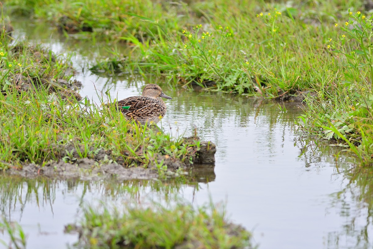 Green-winged Teal - ML215804771