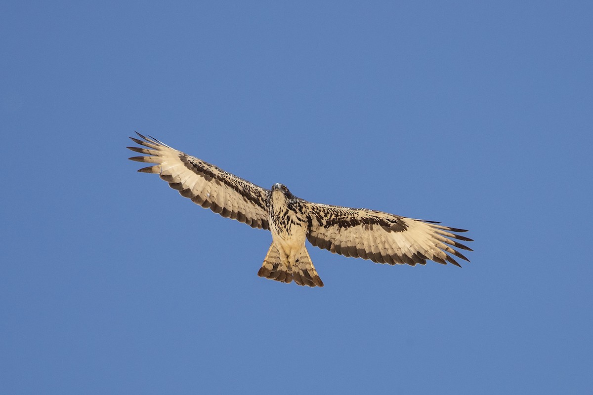 African Hawk-Eagle - Niall D Perrins