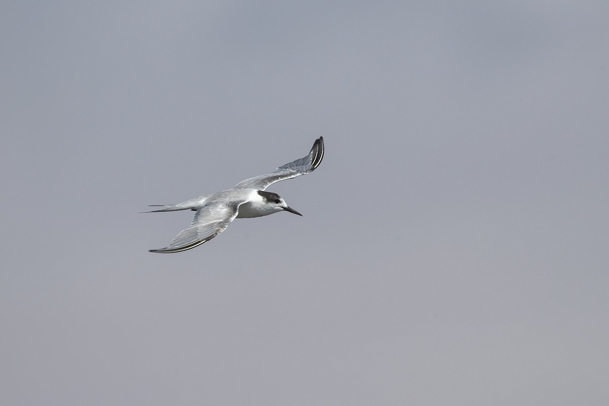 Common Tern (hirundo/tibetana) - Niall D Perrins
