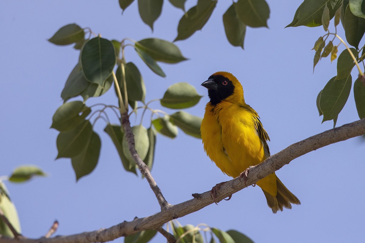 Southern Masked-Weaver - Niall D Perrins