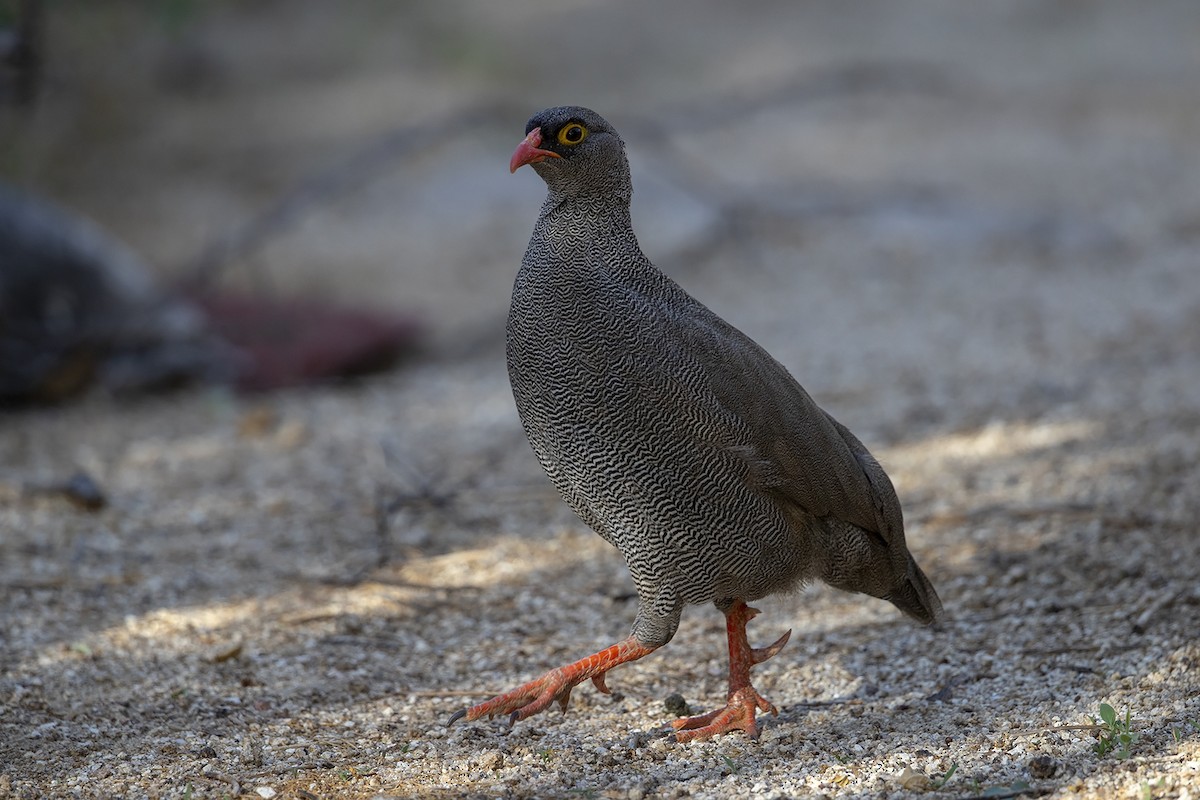 Red-billed Spurfowl - Niall D Perrins
