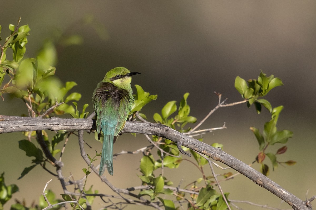 Swallow-tailed Bee-eater - Niall D Perrins