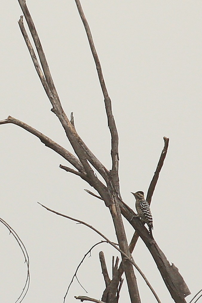 Ladder-backed Woodpecker - ML21580991