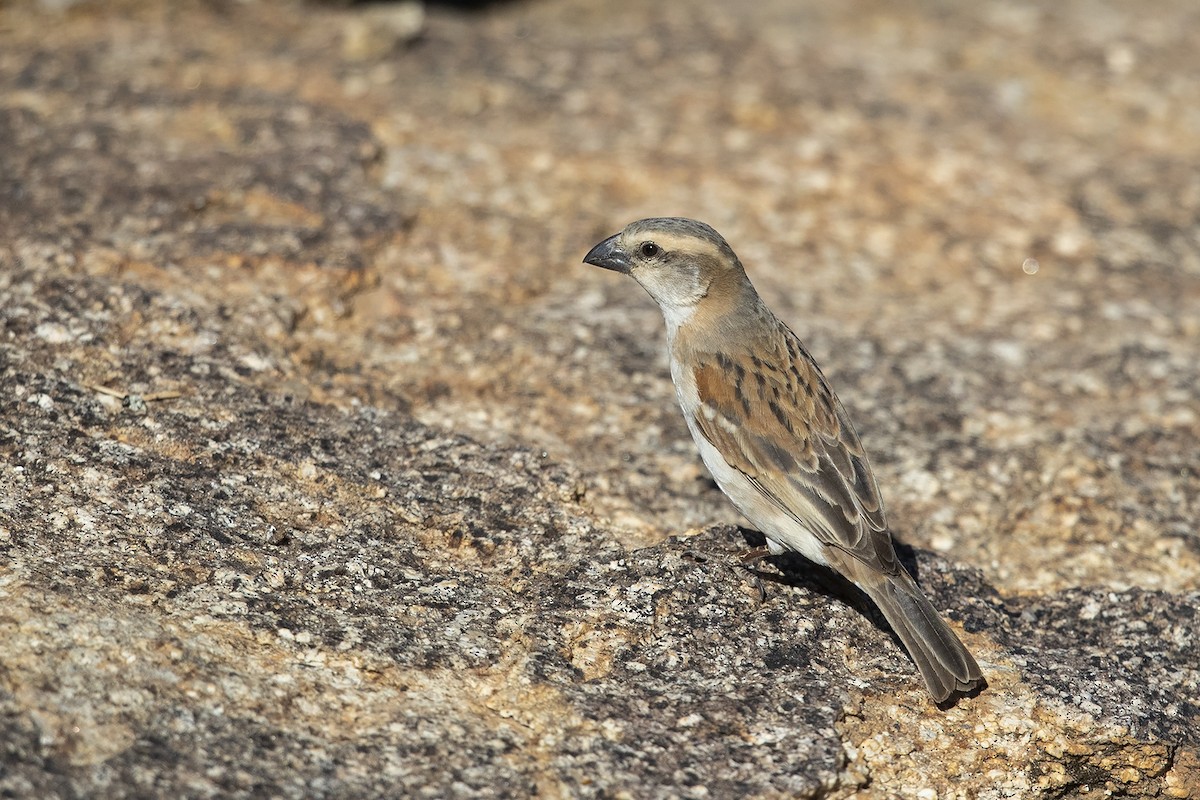Great Rufous Sparrow - ML215810101