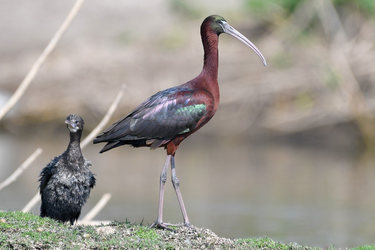 ibis hnědý - ML215811891